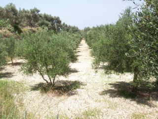 Plot at Kirianna 5.300 m2
