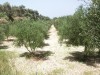 Plot at Kirianna 5.300 m2 image 1