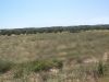 Plot of 49.500 m2 in the northern area Heraklion image 1
