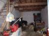 Old house of 68 m2 for renovation at Skepasti, Crete image 5