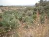 Reduced price!! Plot 1550 m2, sea view, Agia Triada image 4