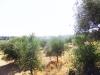 Plot 5.000m2, sea view at Kyrianna image 3