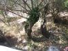 Reduced price!! Plot at Prines 200m2 image 2