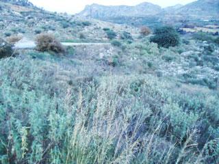 Plot 20.000 m2 at Agios Vasilios