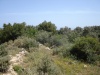 2 Plots at Rusospiti 10,000 m2 image 4