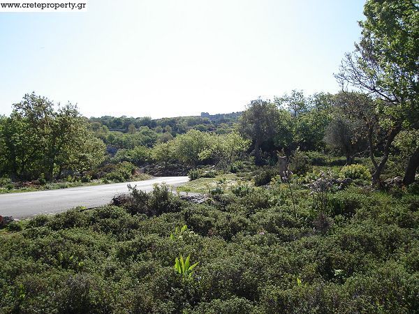"Galos" image "3"
